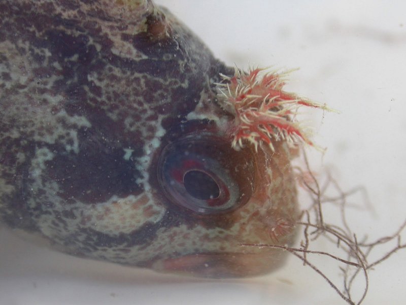 When fish have antlers